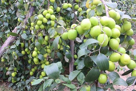 Chọn lựa phân bón Bo hợp lý cho cây ăn quả giúp cây đạt năng suất cao nhất